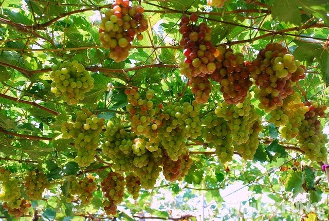 NINH THUAN-Vuon nho