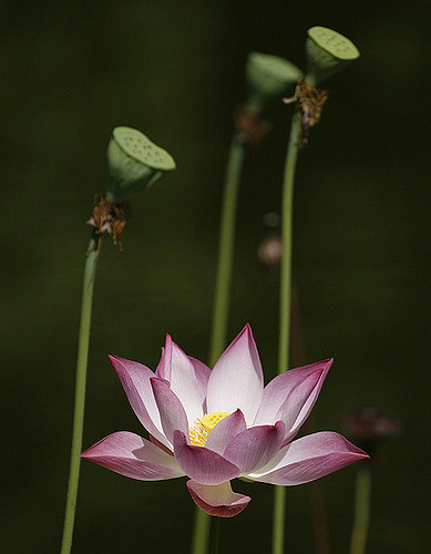 2563955741_07e02d9680_z