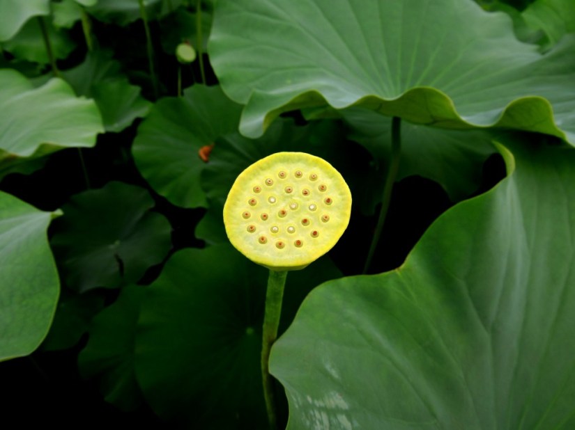 tokyo-lotus-blooms-at-yakushiike-park-153376